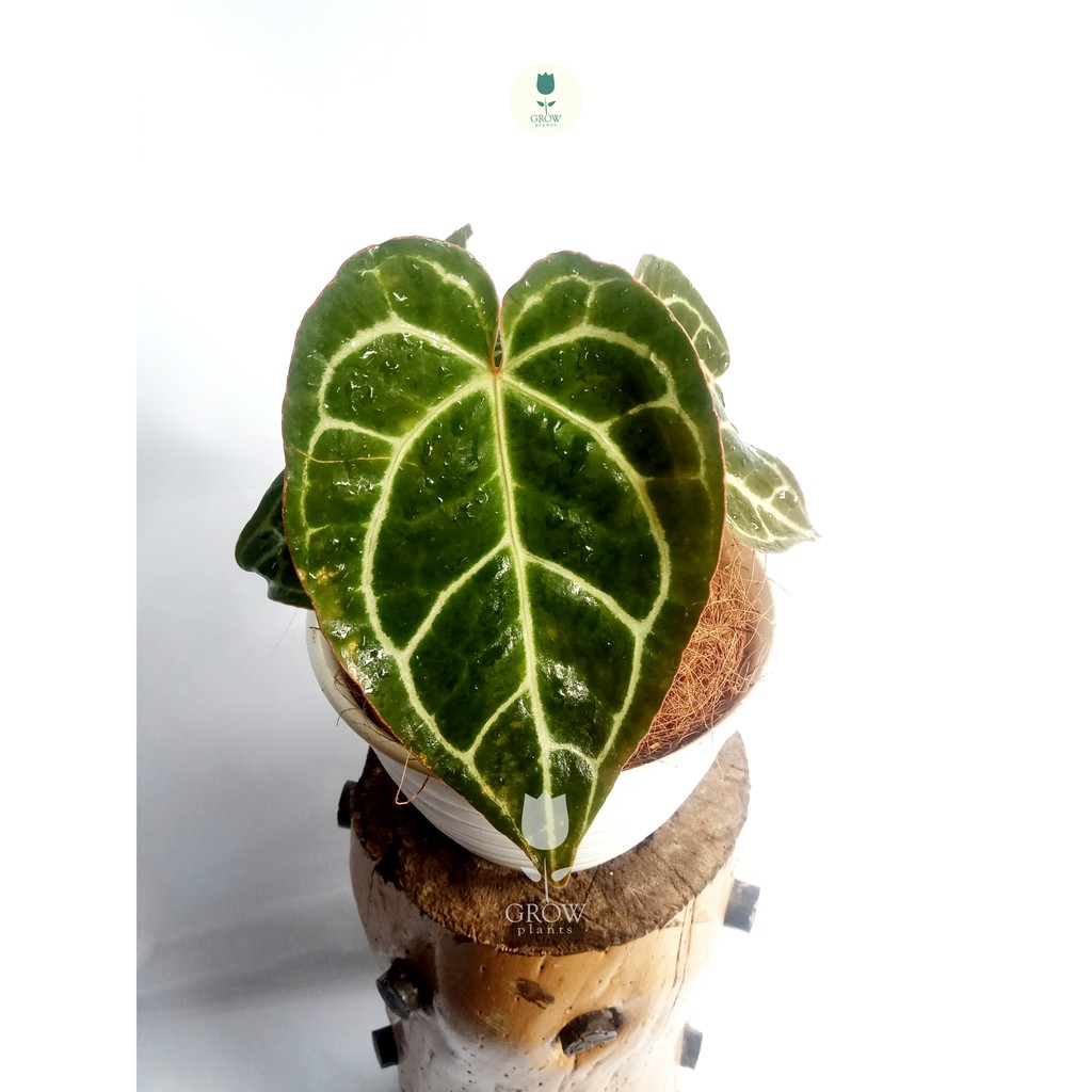 anthurium magnificum kuping gajah