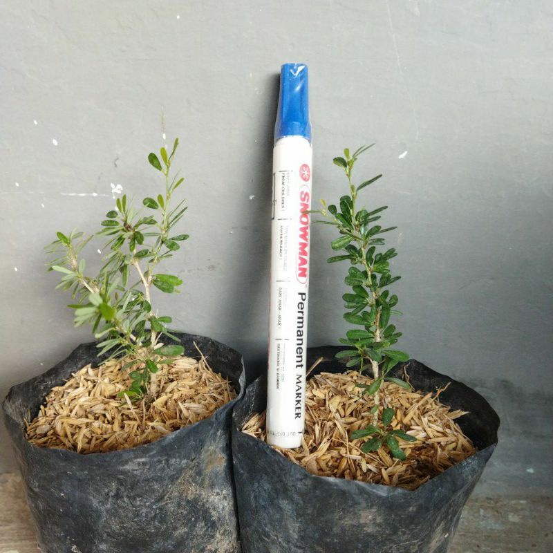 Saeng Simbur Super Mikro Vietnam