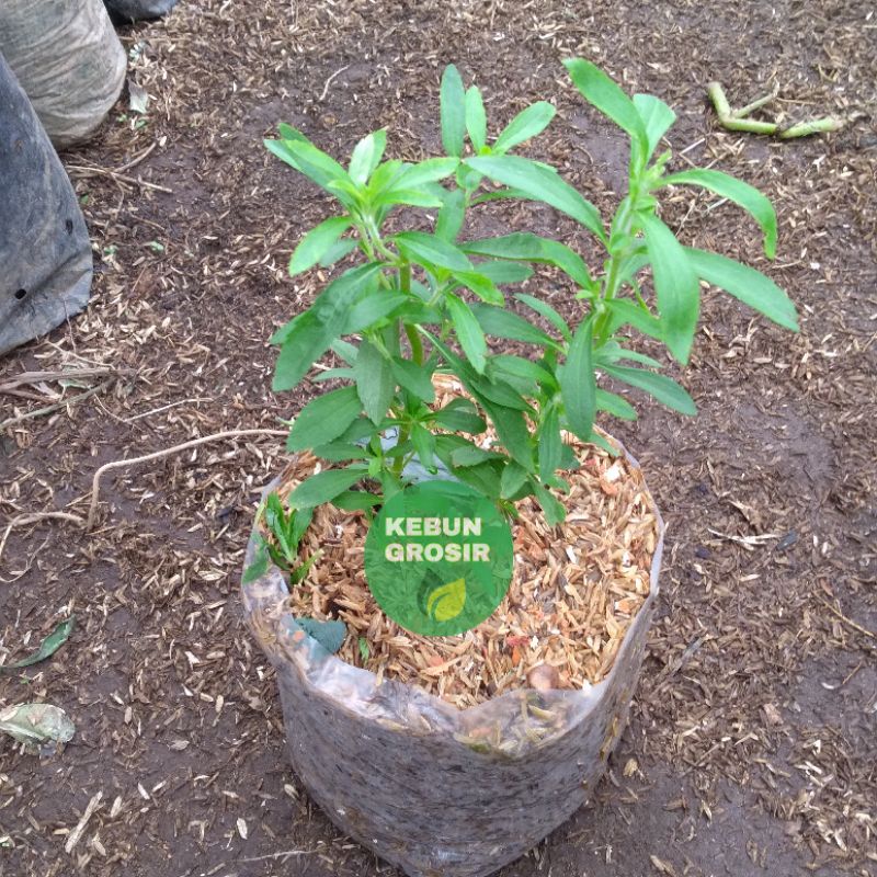 stevia daun manis tanaman