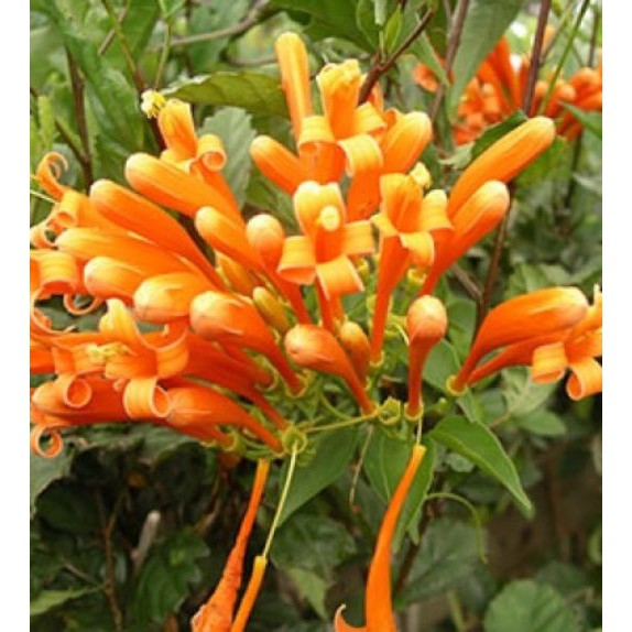 Tanaman Hidup Bunga Hias Flame Vine Orange - Bunga Stefanot Oren