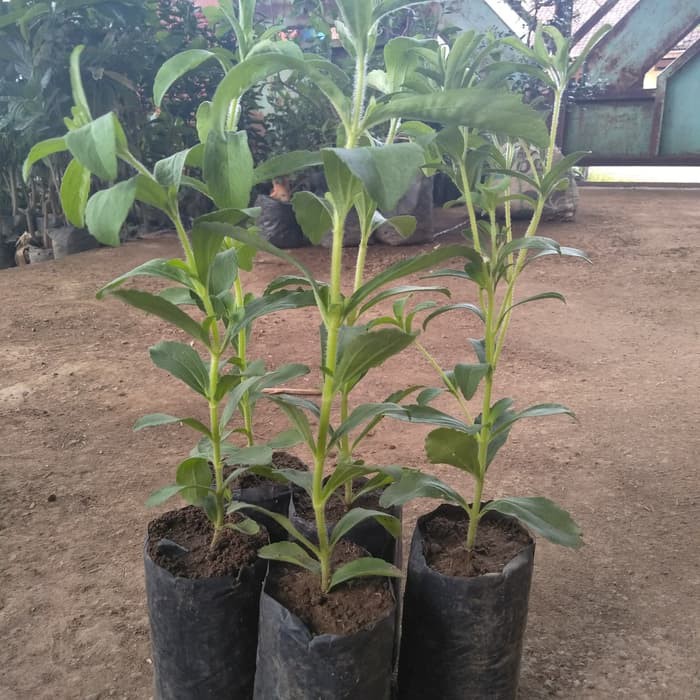 Tanaman Stevia