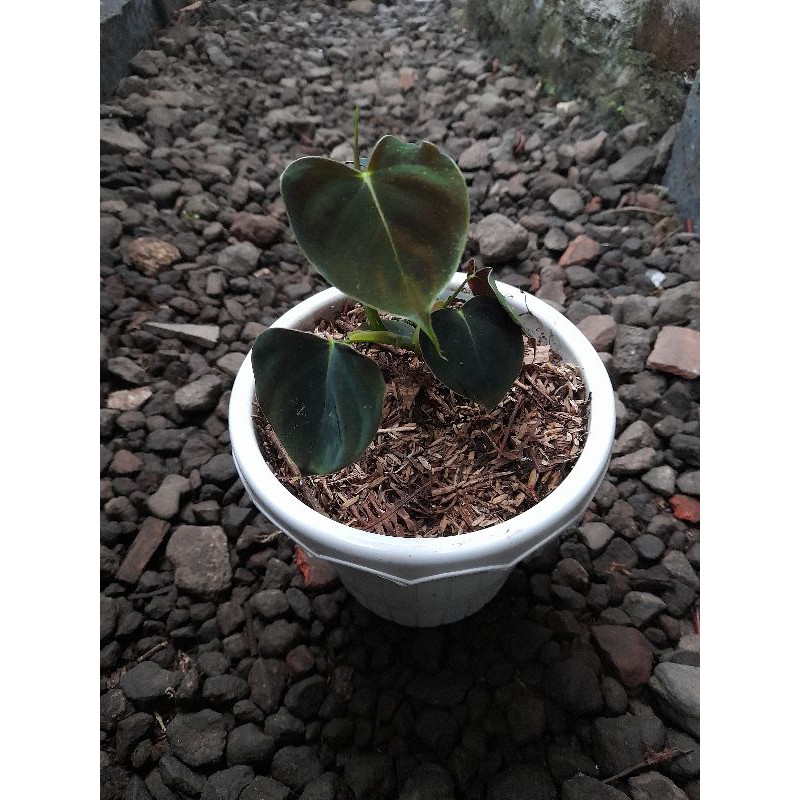 philodendron lupinum