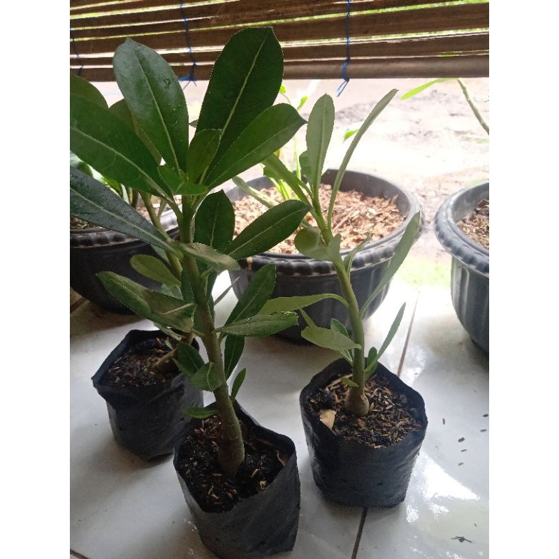 Tanaman hias adenium/pohon kamboja jepang bunga numpuk merah