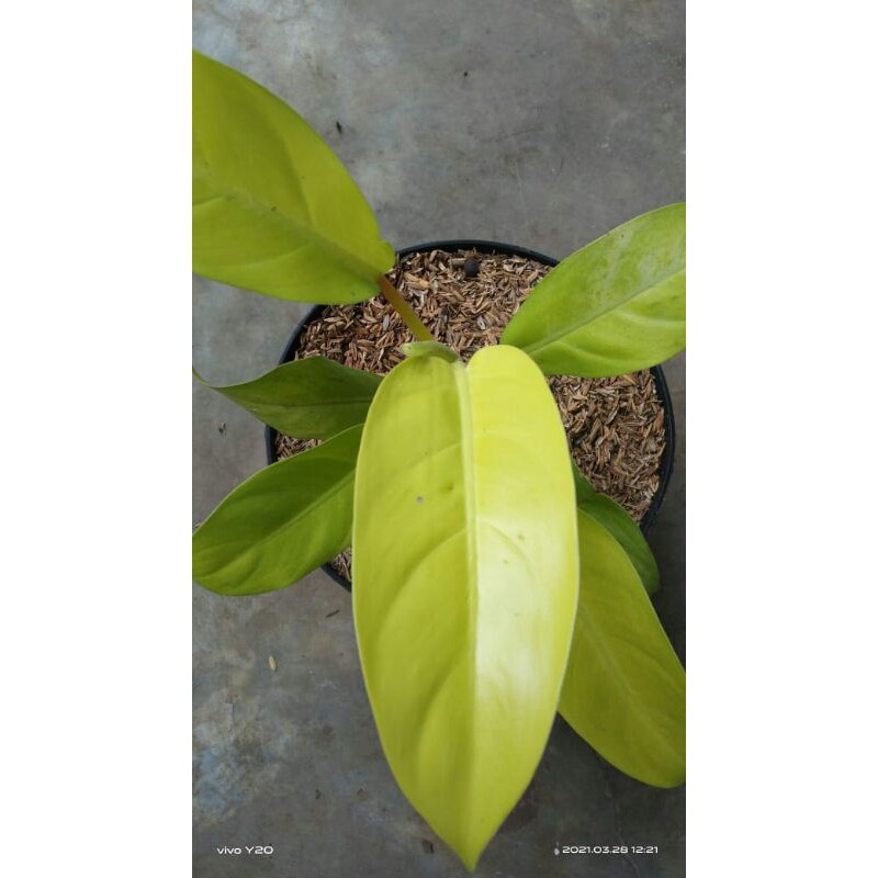 Srigading centong(Srigading lemon)