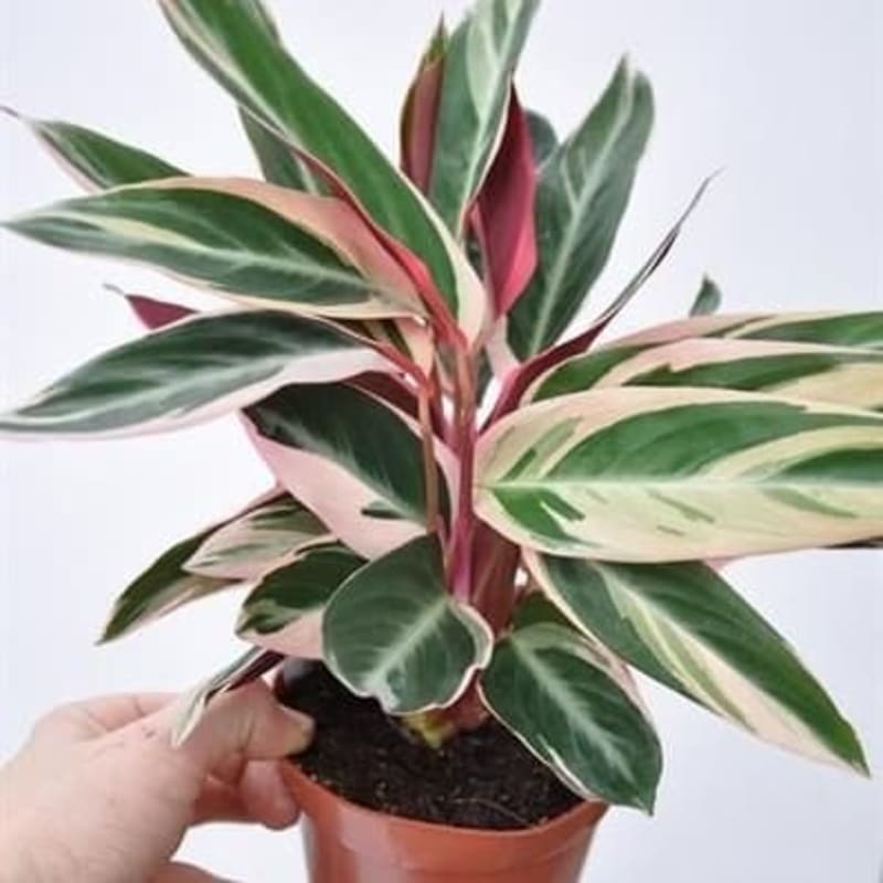 Tanaman Hias Calathea - Calathea Multi Color - Meranti Bali - Kalatea