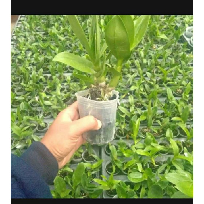 Anggrek Dendrobium Imelda Marina Masagung remaja