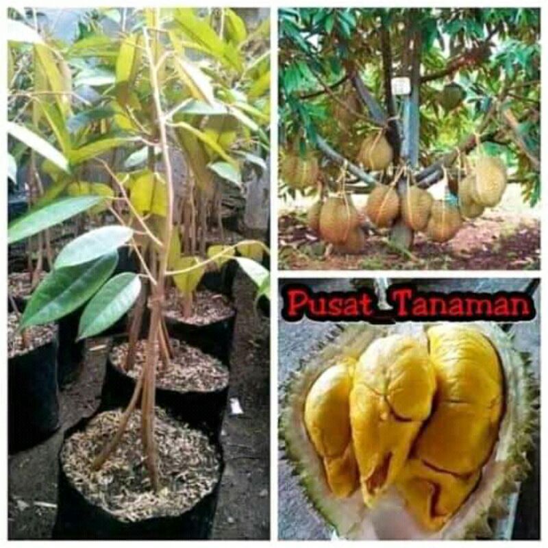 Bibit durian bawor kaki 3 okulasi