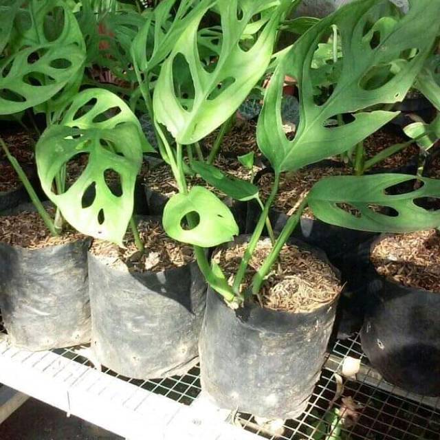 Tanaman hiyas monstera janda bolong lebih  mahal hehe