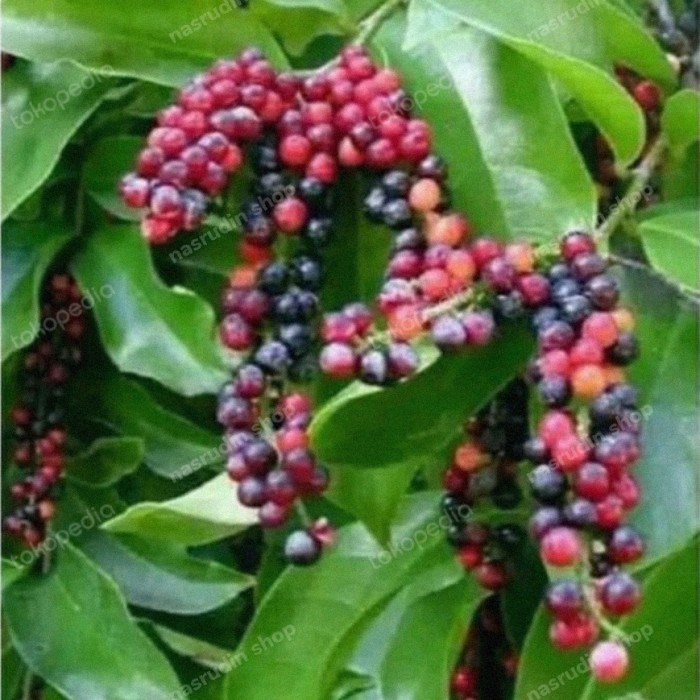 

New DAUN HUNI SEGAR LANGSUNG PERIK / DAUN BUNI WUNI BONI - 500 gram