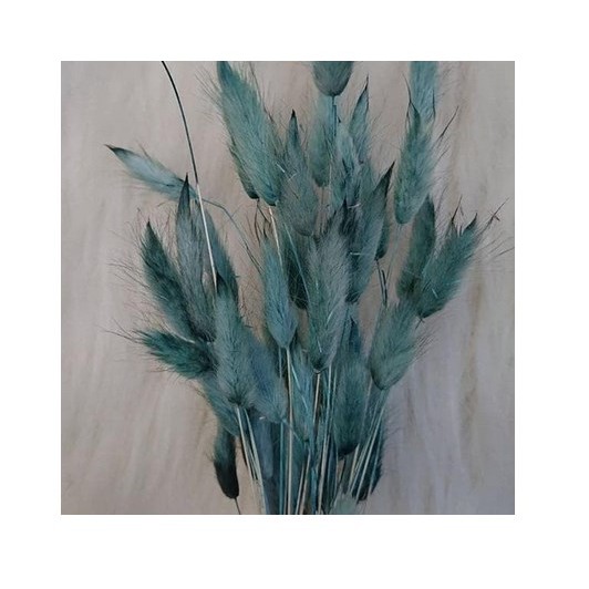Dried flower lagurus steel blue bunga kering buntut kelinci