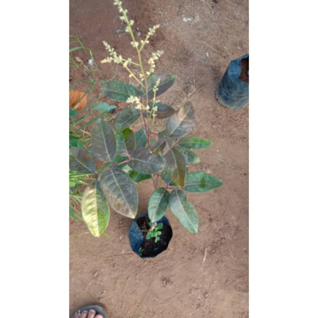 Bibit Kelengkeng Merah  Bibit Kelengkeng Merah Murah  Bibit Kelengkeng Red Ruby 