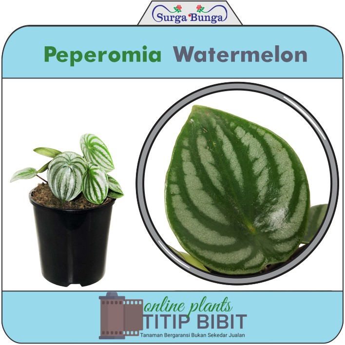 Tanaman Hias Peperomia Watermelon