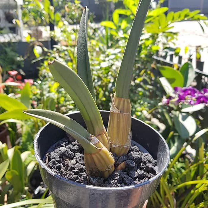 Anggrek Gurun Eulophia Petersii