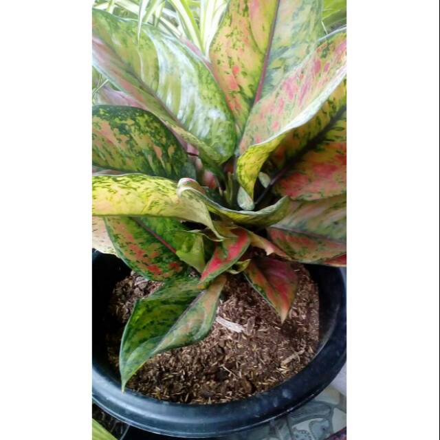 Aglonema heng heng rimbun