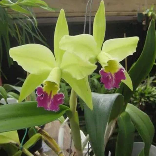 Catteleya BLC Grenwich "Elmhurst"