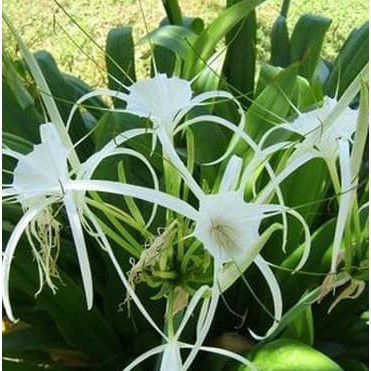 Tanaman Spider Lily