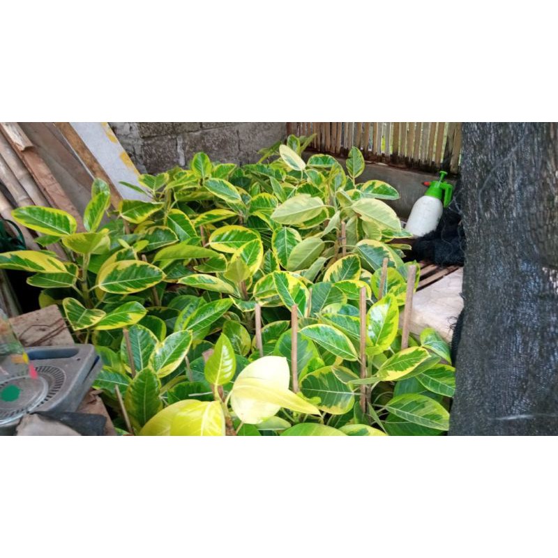 Tanaman Hias Beringin Karet Kebo Kuning - ficus elastica var yellow /Tanaman hias indoor&outdoor