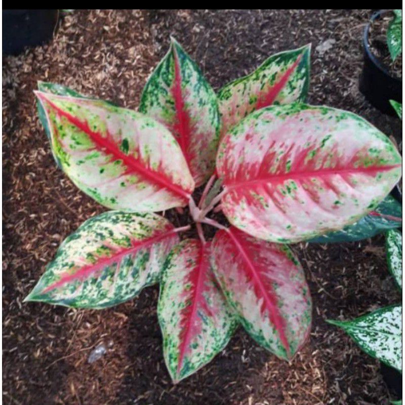 BUNGA AGLAONEMA SWEET DREAM