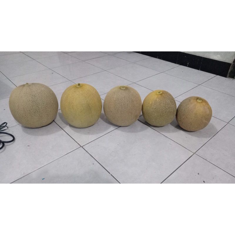 

MELON SUPER ukuran 1.5-2.3 kg Manis Legit