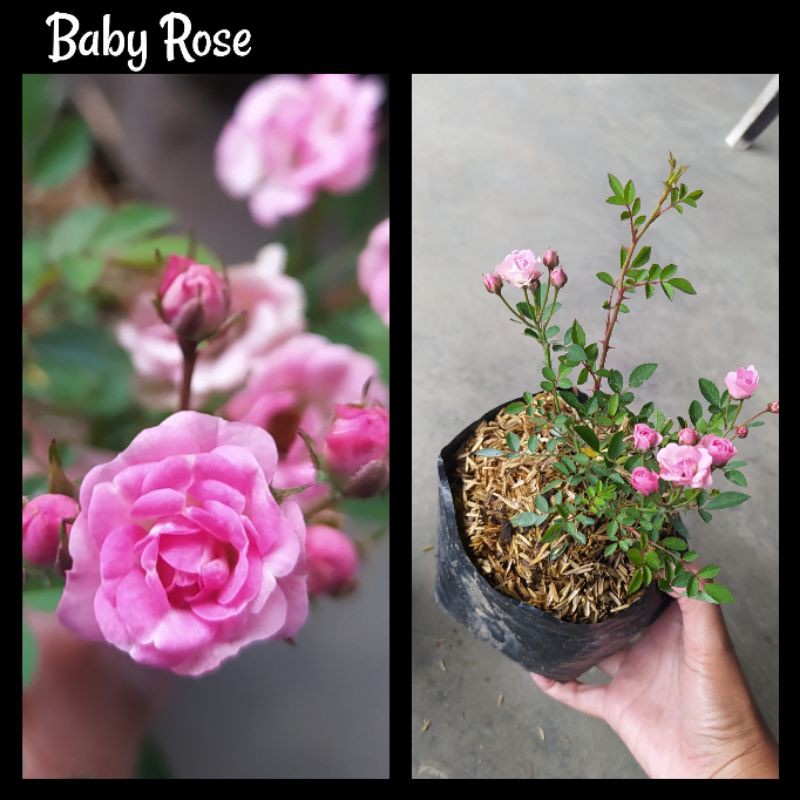 Paket Isi 5 Bunga Mawar Jepang Hidup Warna Cantik Bunga Baby Rose Murah