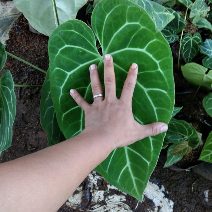 tanaman hias kuping  gajah  daun  besar anturium kuping  