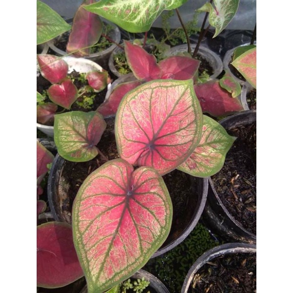 Keladi Mascota Remaja