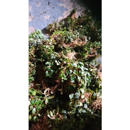 bucephalandra