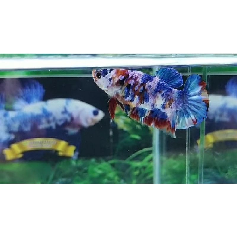 ikan cupang nemo galaxy giant multycolour mutasi