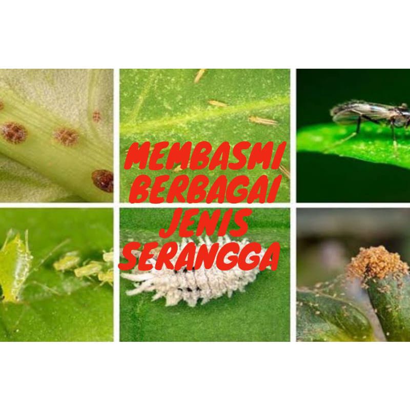 OBAT PEMBASMI HAMA TANAMAN ORGANIK SPRAY PESO