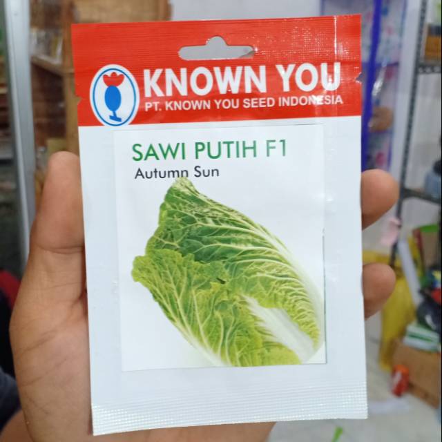 KYS - benih SAWI PUTIH AUTUMN SUN isi 240 biji - sawi kimchi - benih sawi cina - known you seed