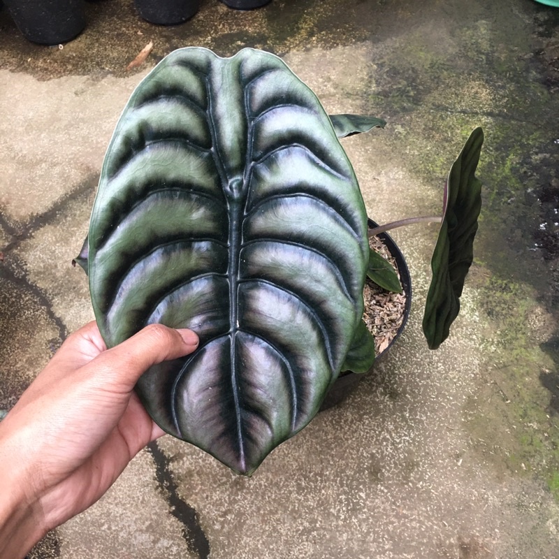 alocasia cuprea keladi tengkorak