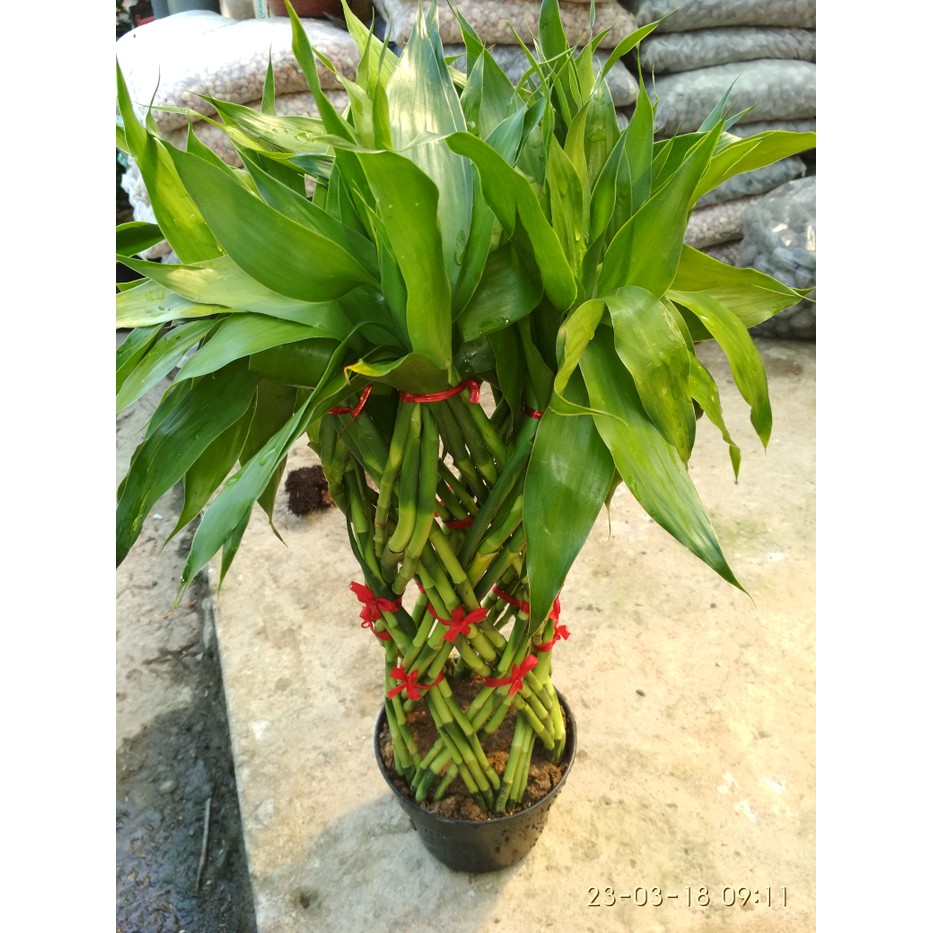 Bunga hias bambu sumber rejeki