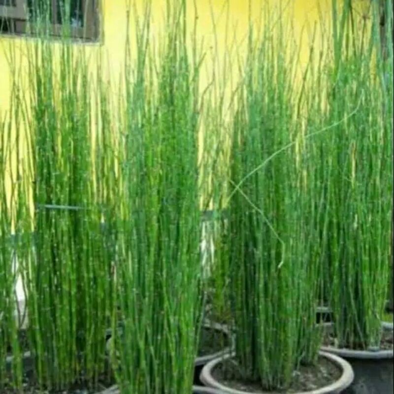 tanaman hias bambu air-bambu air tanaman hias Bambu Air