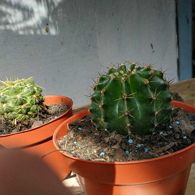 Kaktus Echinopsis Ownroot + Pot