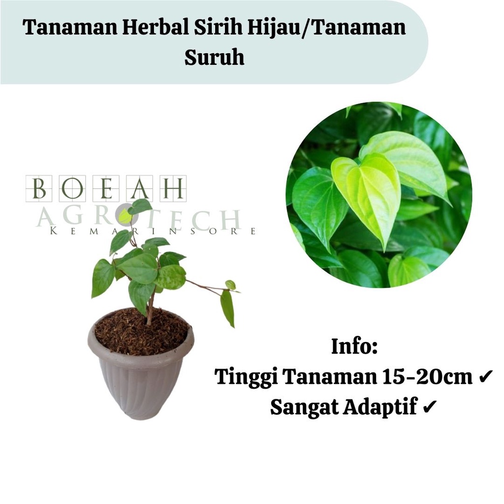 Bibit Sirih hijau/Tanaman Sirih Hijau/Pohon Sirih Hijau/Suruh