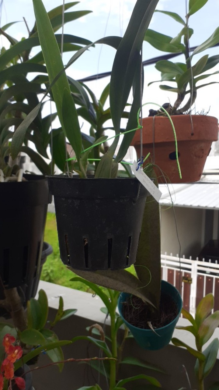 Anggrek Oncidium Odontorus Princess Twinstar