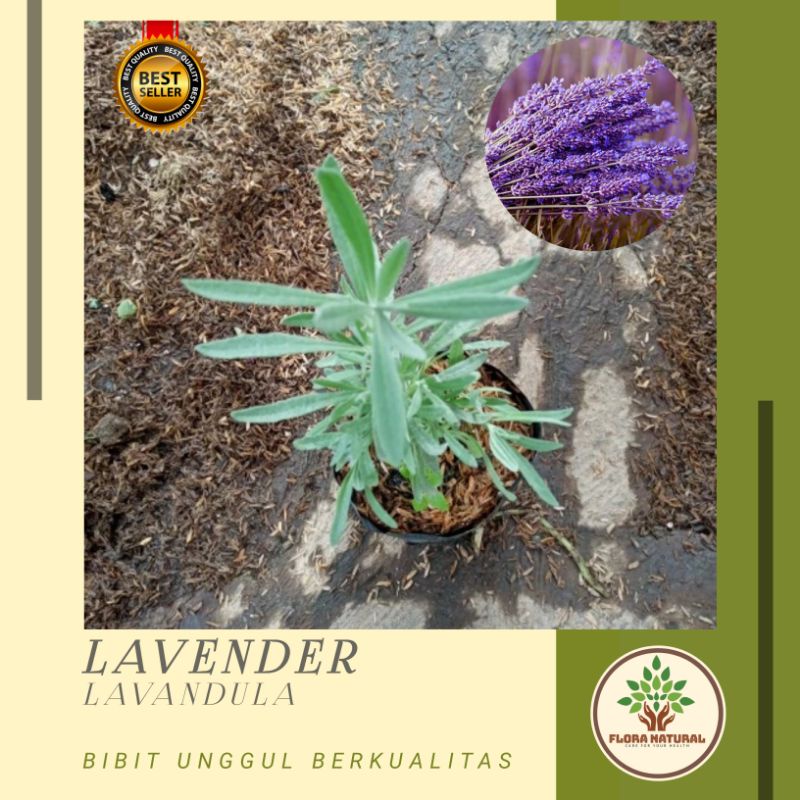 Bibit pohon bunga lavender Tanaman bunga lavender - Lavender hias