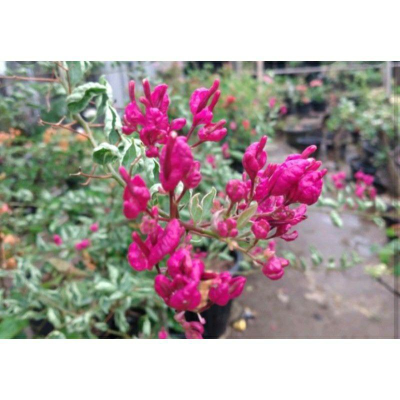 Bougenville Anggur Merah Fanta Daun Variegata (bibit sambung)