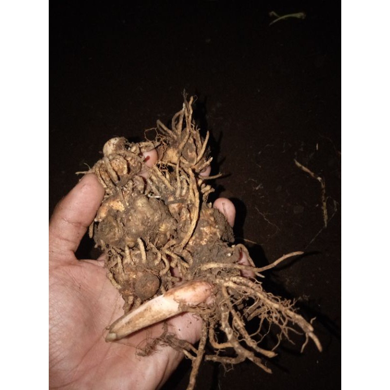 bibit/benih Porang/illes