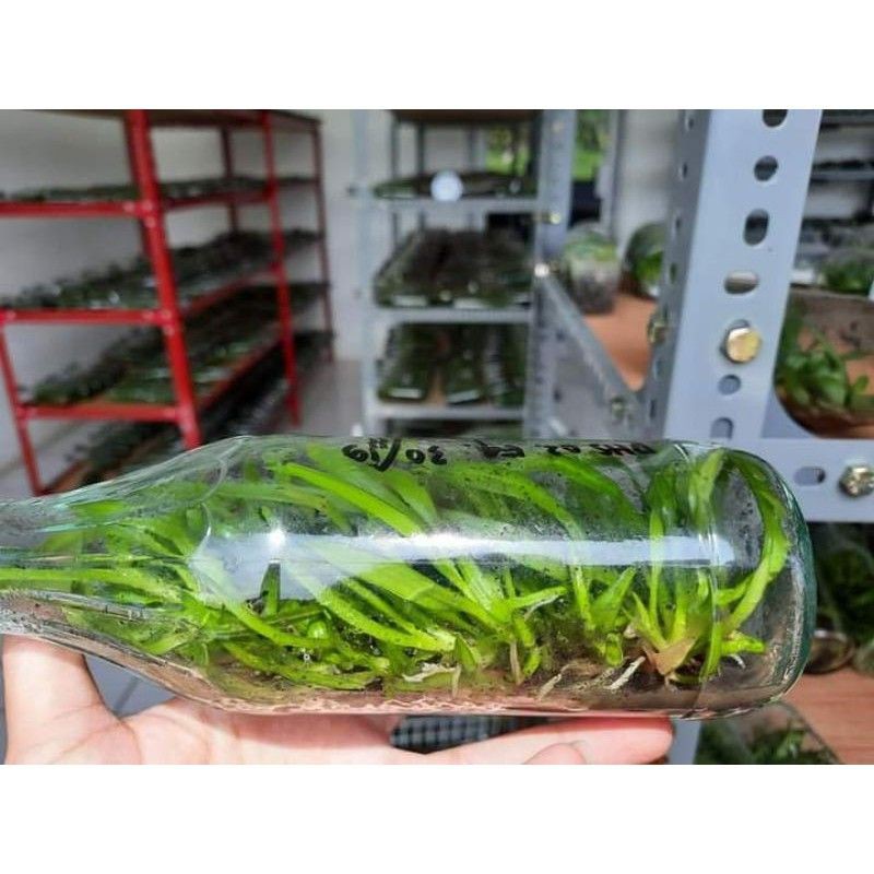 bibit Anggrek dlm botol - oncidium siap aklim