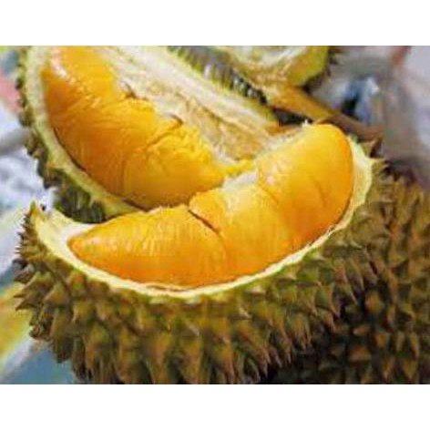 cint Bibit Tanaman Buah Durian Montong Kaki 3