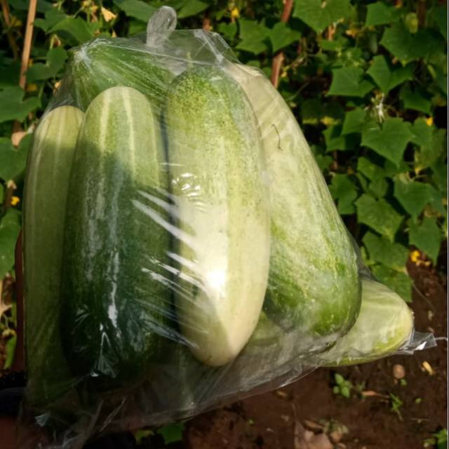 

Timun baby fresh 12.000/kg