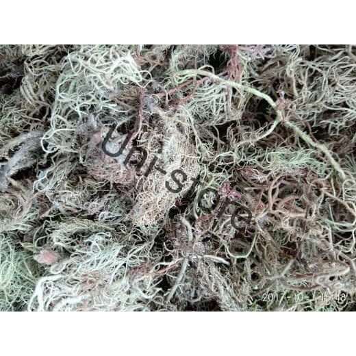 

KAYU ANGIN KERING 100gr JANGGUT RESI KAYU URIP RABION JENGGOT URIP