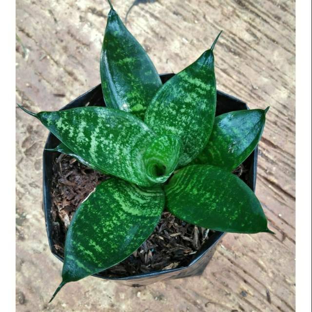 Jual Tanaman Hias Lidah Mertua Mini Sansevieria Green Indonesia Shopee Indonesia