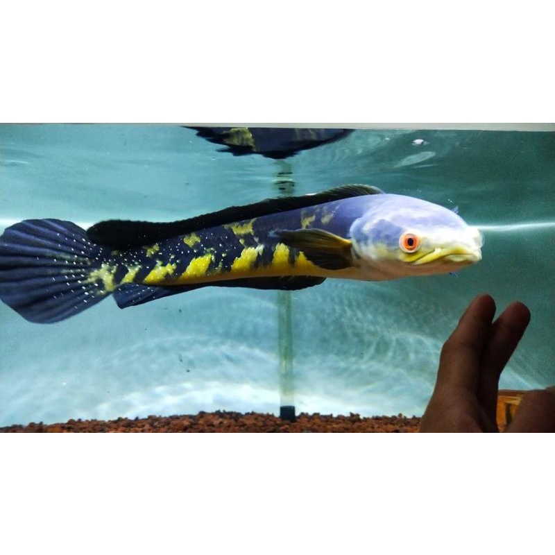 Marulius Barito 18-20 cm full spot/green marulius/free packing