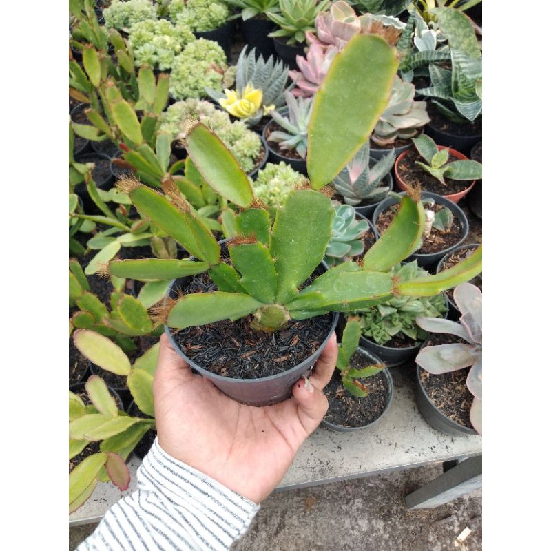 vijaya Kusuma bulu merah