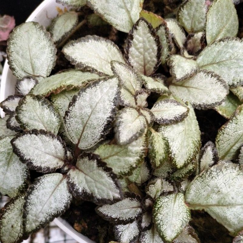 episcia silver skies