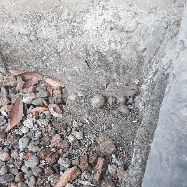 Alat Pencacah Bumbu Bawang Praktis