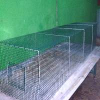 44+ Sangkar burung ukuran 50x50 terupdate