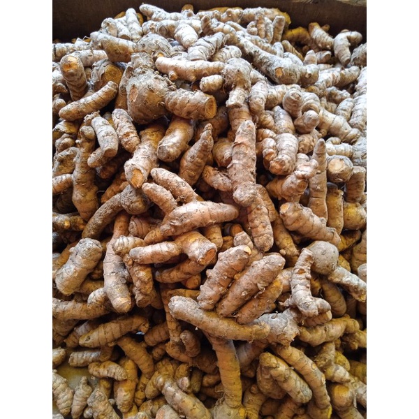 

kunyit basah 500gr